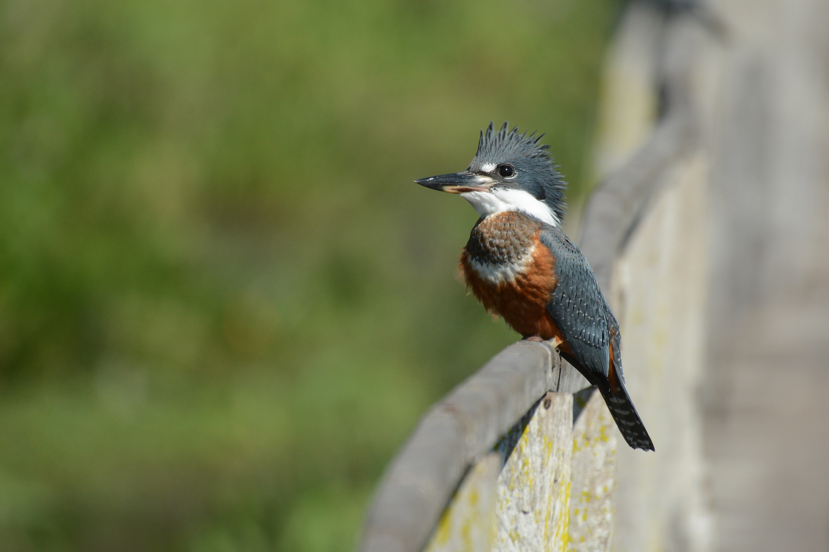 Rotbrustfischer Foto & Bild natur, tiere, vögel Bilder auf