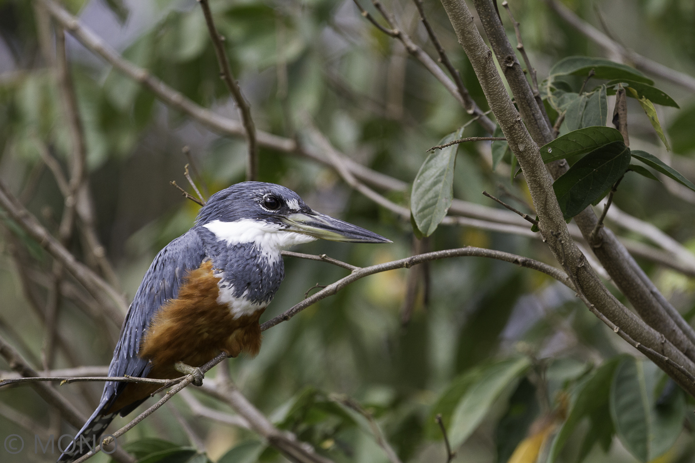 Rotbrustfischer -Ceryle torquata