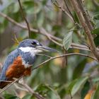 Rotbrustfischer -Ceryle torquata