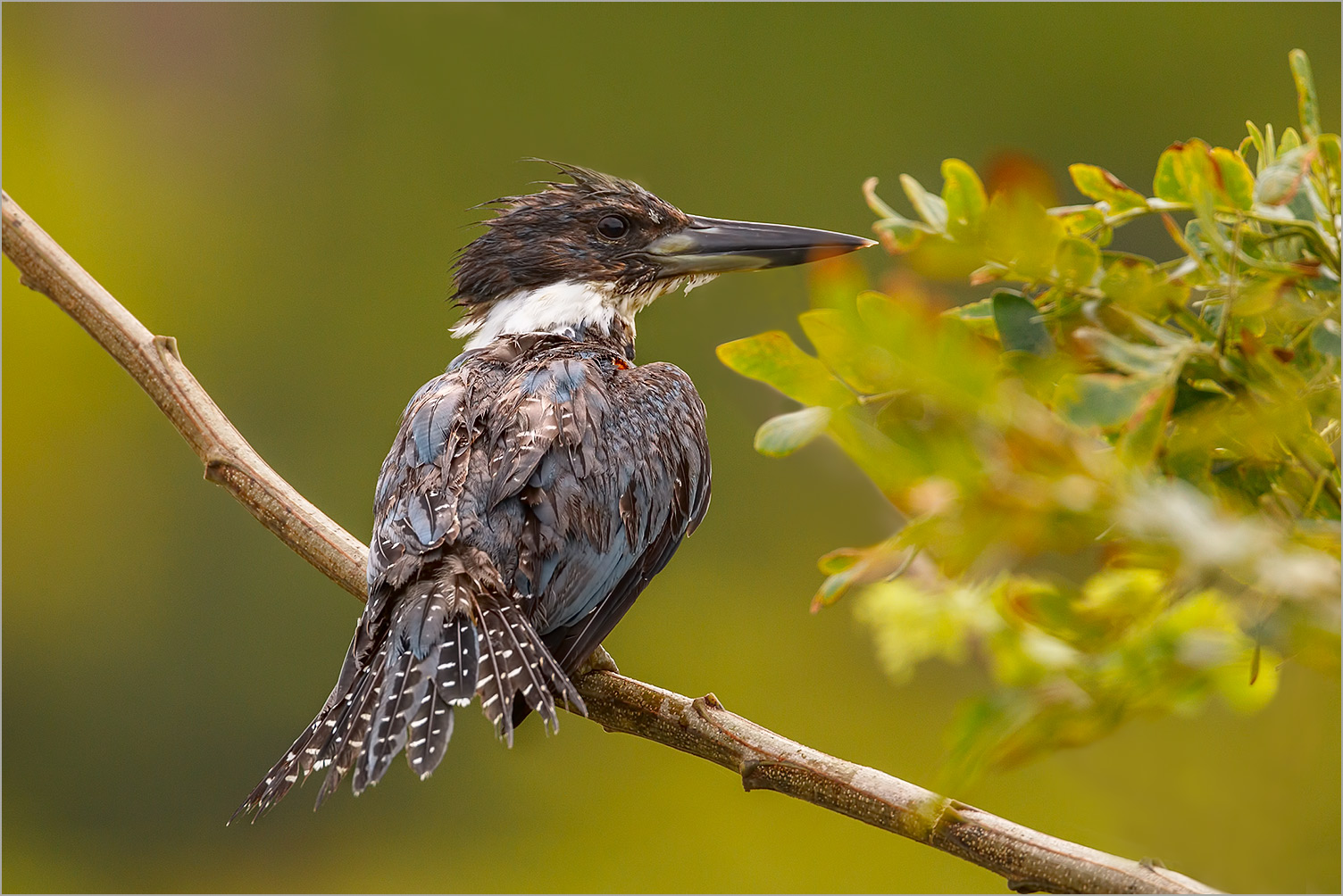 Rotbrustfischer - Megaceryle torquata - Ringed Kingfisher