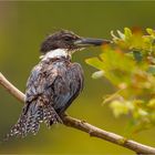 Rotbrustfischer - Megaceryle torquata - Ringed Kingfisher