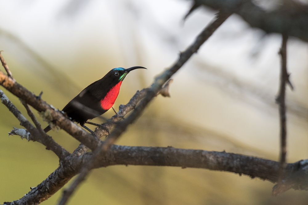 Rotbrustnektarvogel - Scarlet-chested sunbird (chalcomitra senegalensis) 