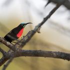 Rotbrustnektarvogel - Scarlet-chested sunbird (chalcomitra senegalensis) 