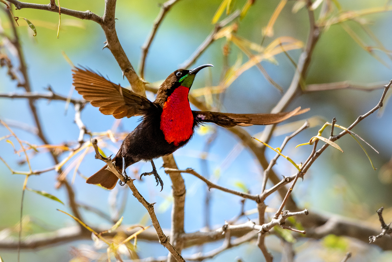 Rotbrustnektarvogel - Scarlet-chested Sunbird (Chalcomitra senegalensis)