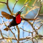 Rotbrustnektarvogel - Scarlet-chested Sunbird (Chalcomitra senegalensis)