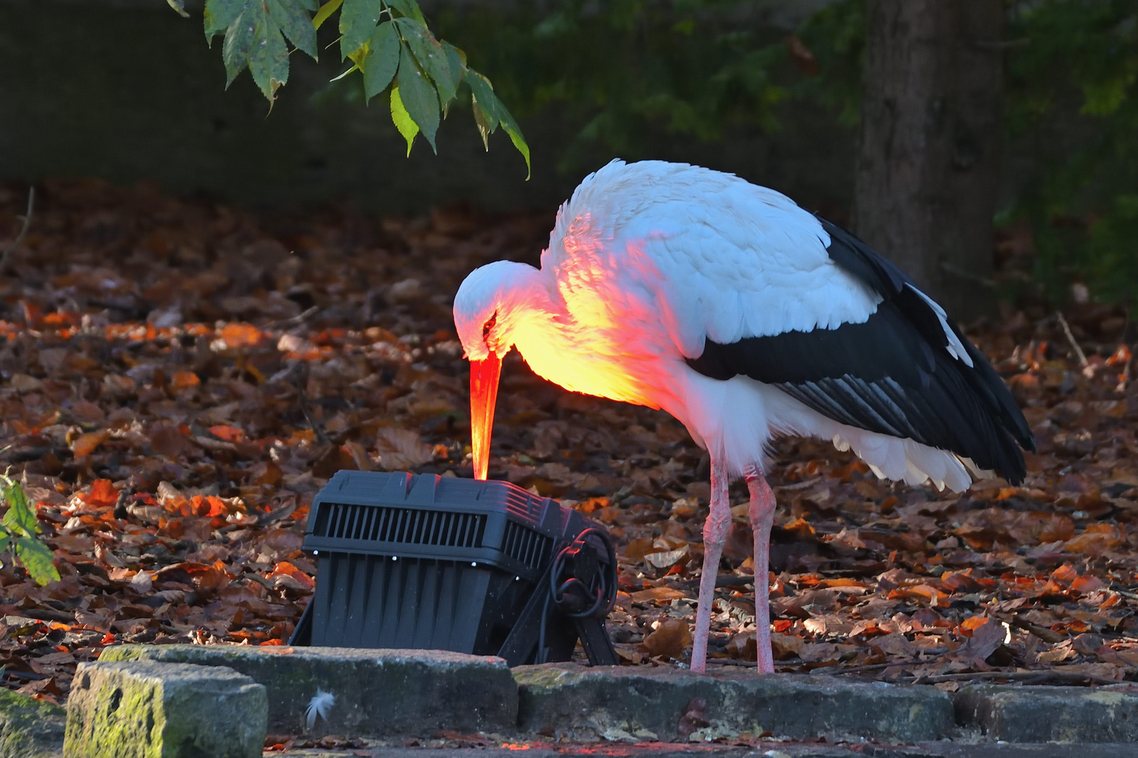 Rotbruststorch