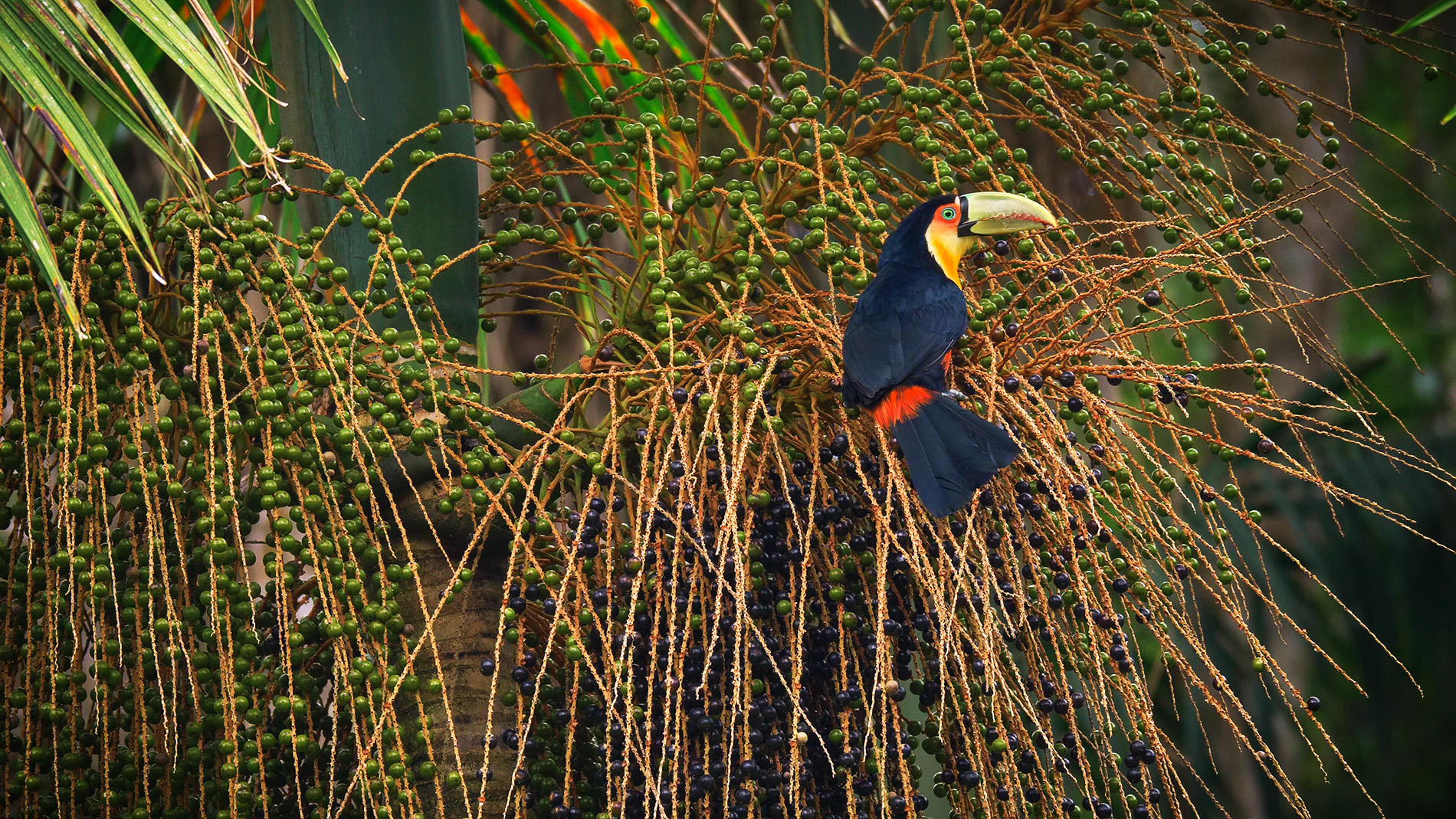 Rotbrusttukan (Ramphastos dicolorus) Atlantischer RegenwaldBrasilien