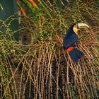 Rotbrusttukan (Ramphastos dicolorus) Atlantischer RegenwaldBrasilien