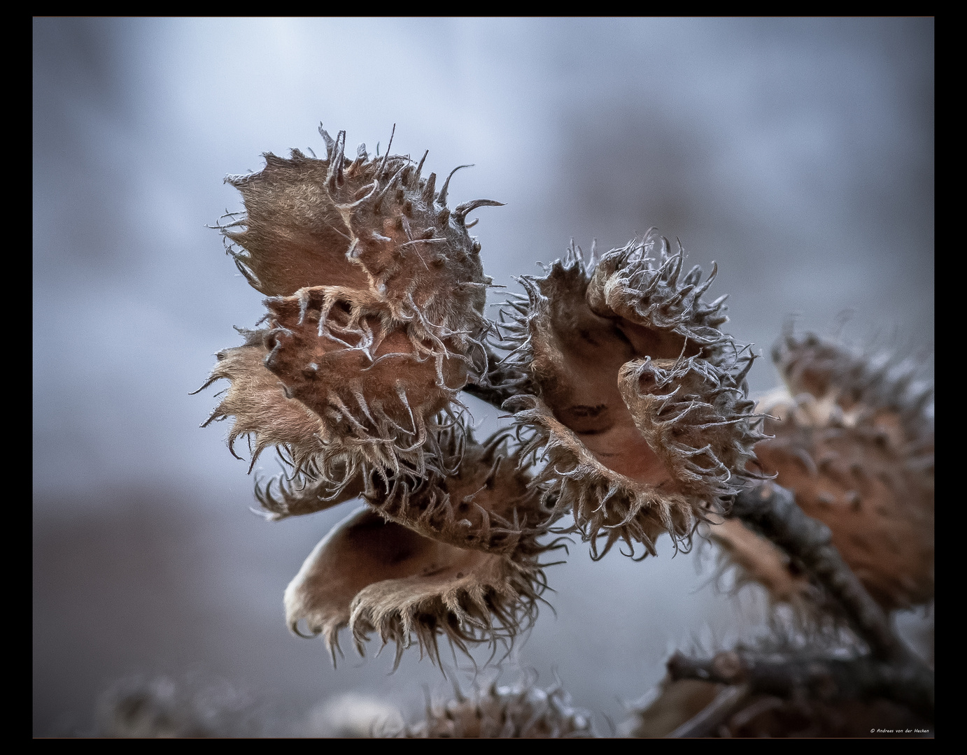 Rotbuche (Fagus sylvatica)