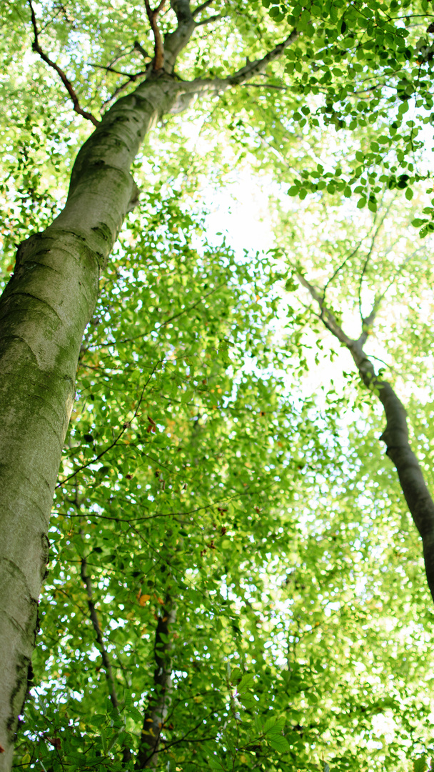 Rotbuche (Fagus sylvatica), common beech