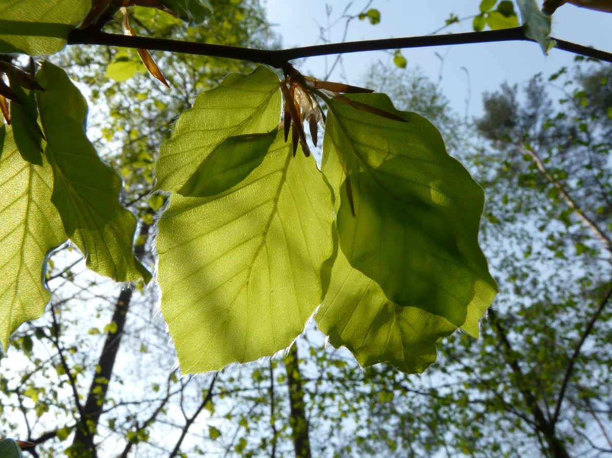 Rotbuche - Fagus sylvatica