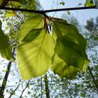 Rotbuche - Fagus sylvatica