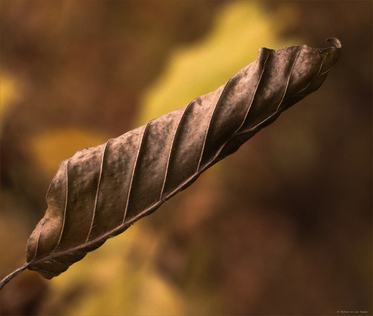 Rotbuche (Fagus sylvatica) 