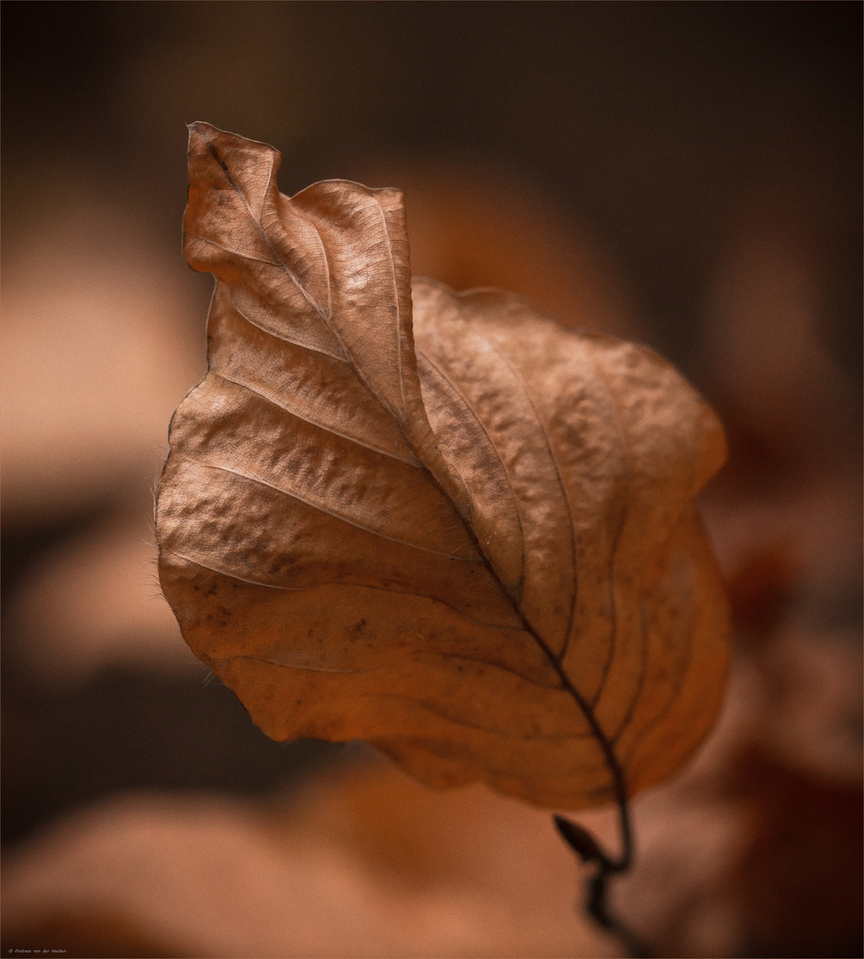 Rotbuche (Fagus sylvatica) 