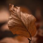 Rotbuche (Fagus sylvatica) 