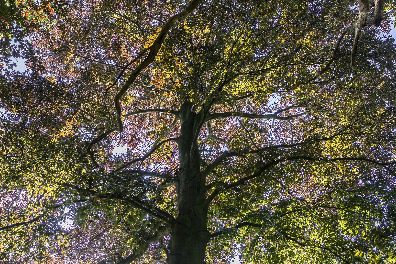 Rotbuche im Frühling