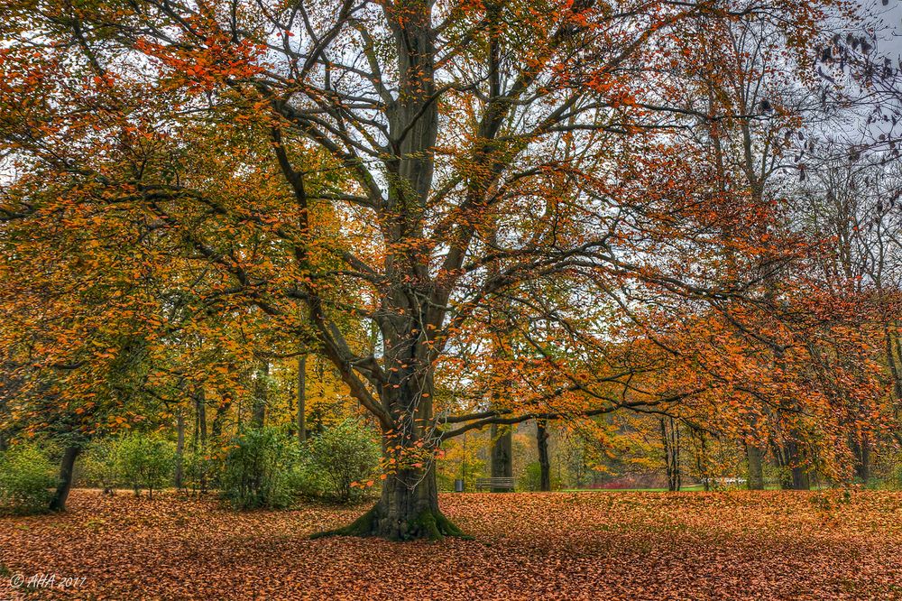 Rotbuche im Herbstkleid