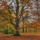 Rotbuche im Herbstkleid