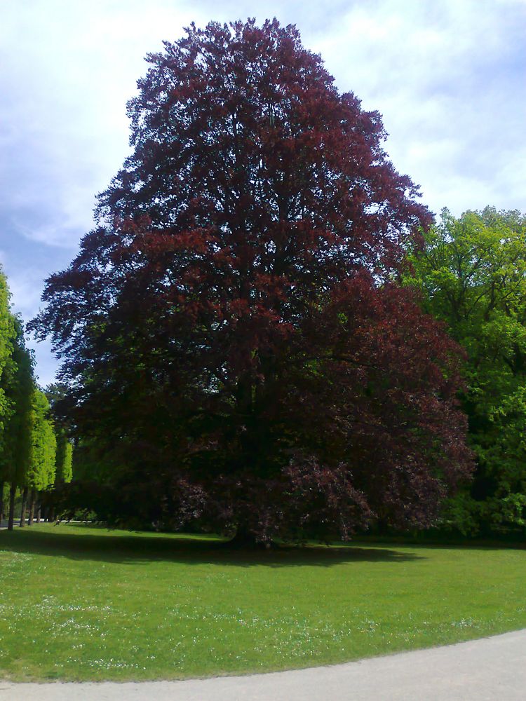 Rotbuche in der Eremitage Bayreuth am 15.05.2015