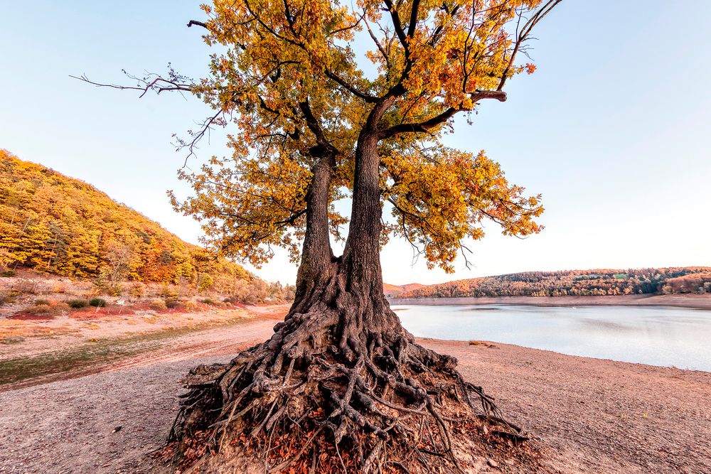 Rotbuche mit freigelegter Wurzel Foto & Bild baum, natur, herbst