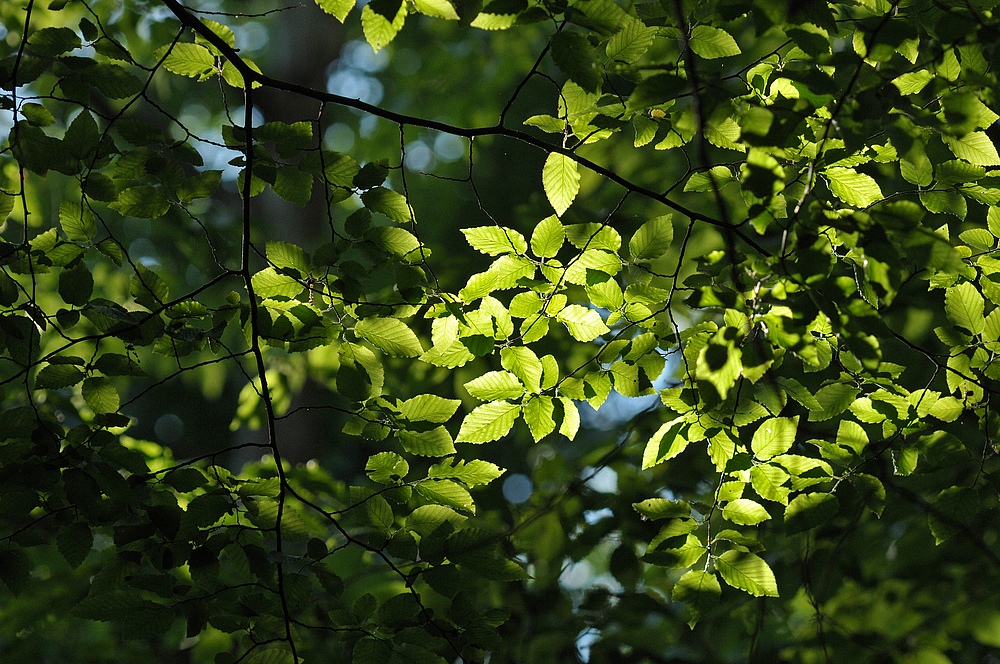 Rotbuchen – Blätter – Leuchten 01