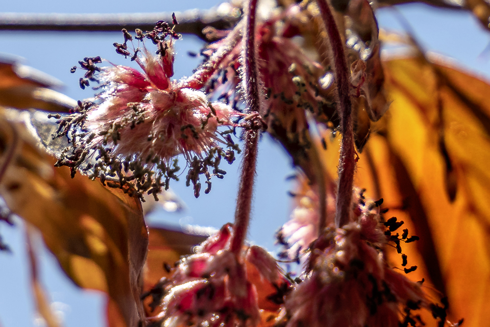 Rotbuchen Blüte