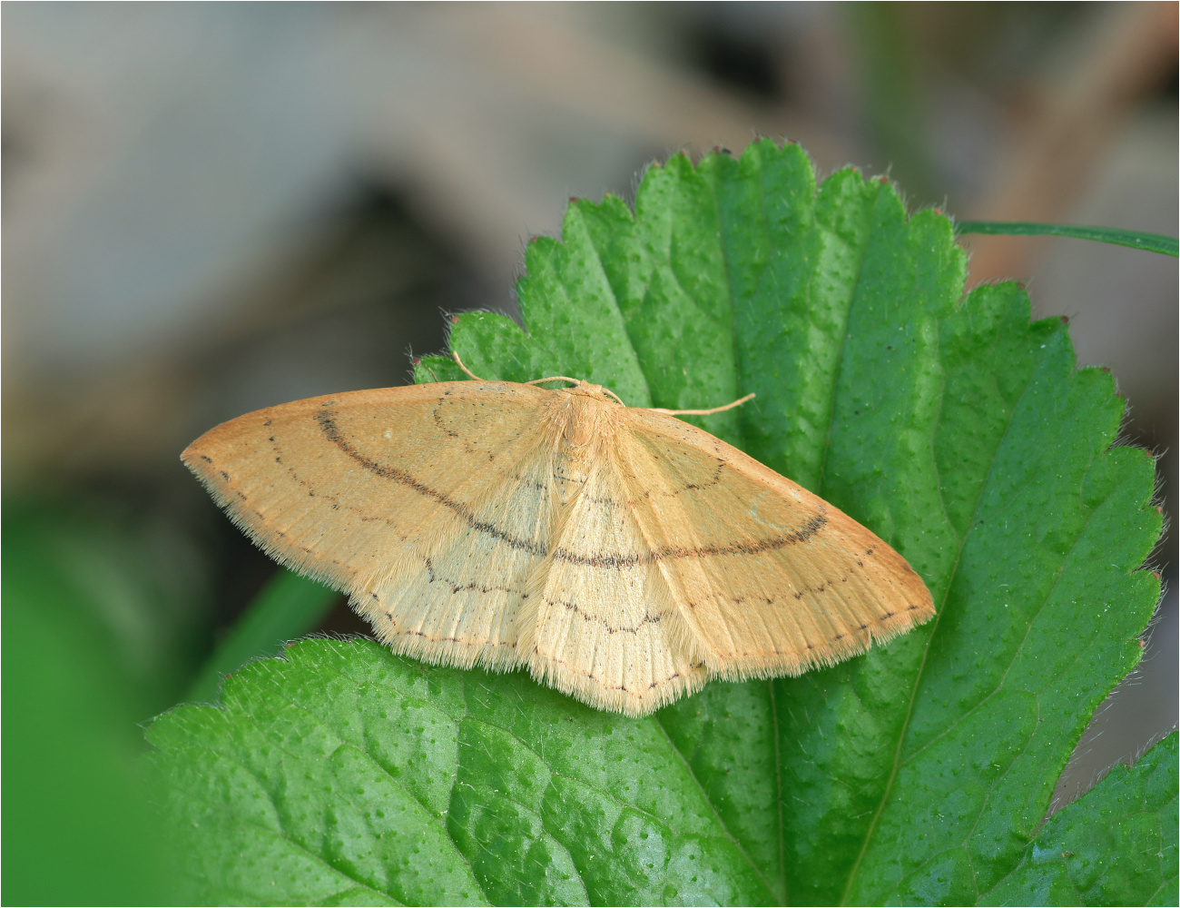 Rotbuchen-Gürtelpuppenspanner (Cyclophora linearia)