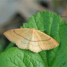 Rotbuchen-Gürtelpuppenspanner (Cyclophora linearia)