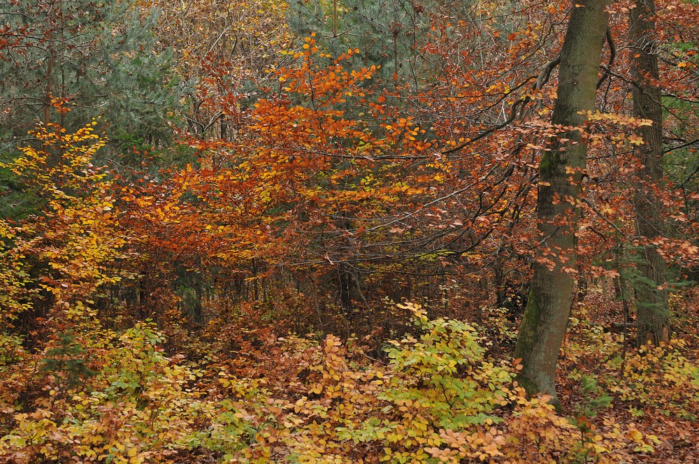 Rotbuchen – Herbstfeuer