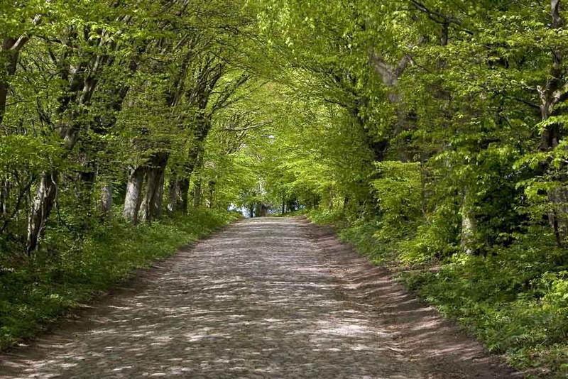 Rotbuchenallee auf Rügen