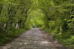 Rotbuchenallee auf Rügen