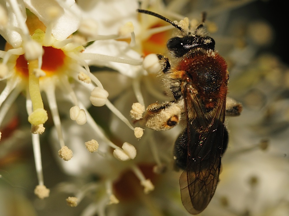 Rotbürstige Sandbiene (Andrena haemorrhoa)