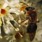 Rotbürstige Sandbiene (Andrena haemorrhoa)