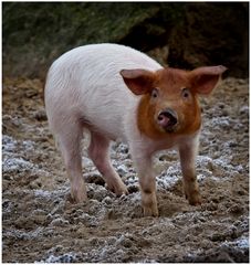 Rotbuntes Husumer Sattelschwein