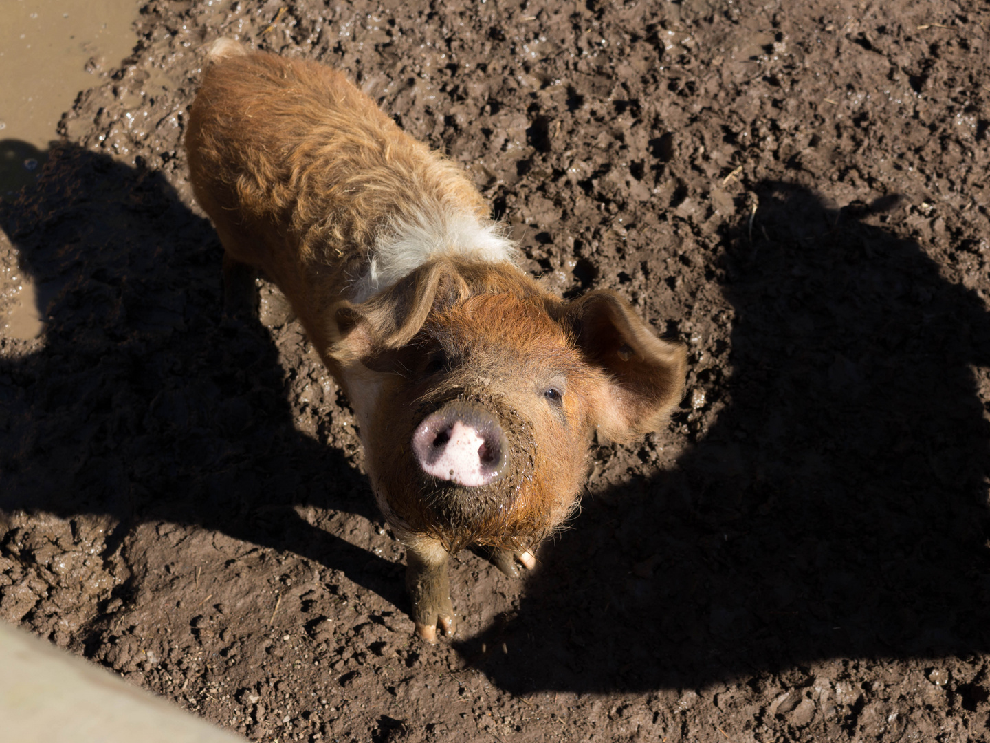 Rotbuntes Husumer Schwein