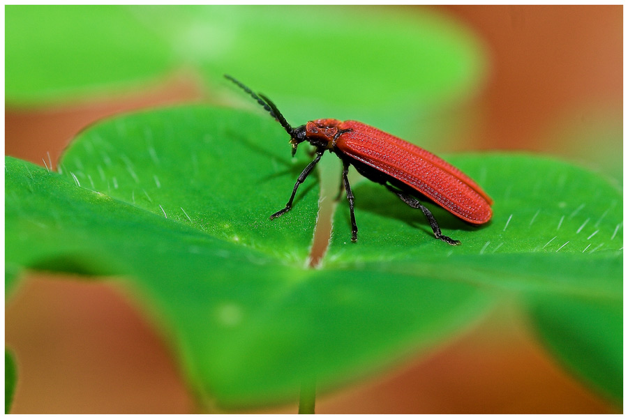 Rotdeckenkäfer (Dictyoptera aurora).