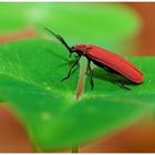 Rotdeckenkäfer (Dictyoptera aurora).