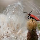 Rotdeckenkäfer [Lycidae]  -2-