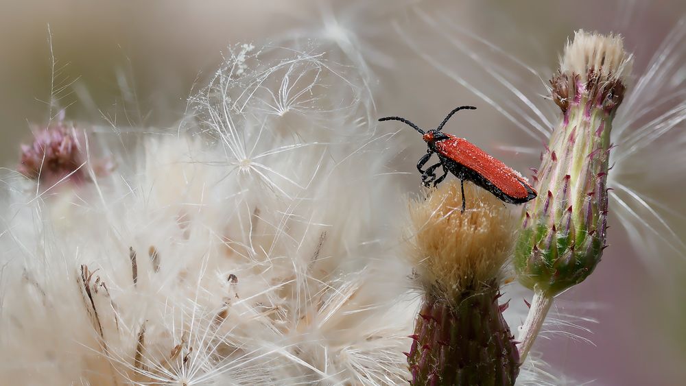 Rotdeckenkäfer [Lycidae]  -2-