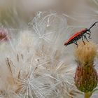 Rotdeckenkäfer [Lycidae]