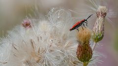 Rotdeckenkäfer [Lycidae]