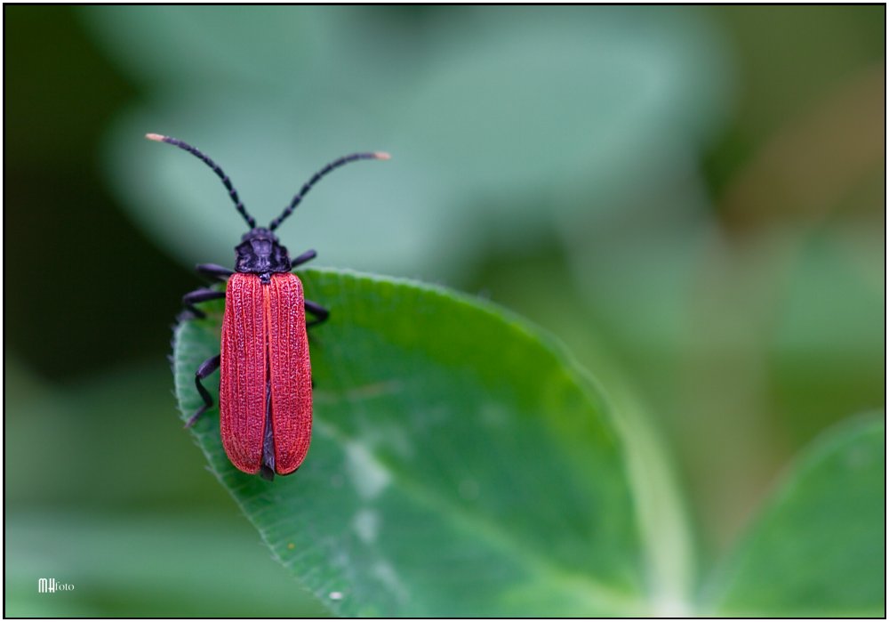 Rotdeckenkäfer (Lycidae)