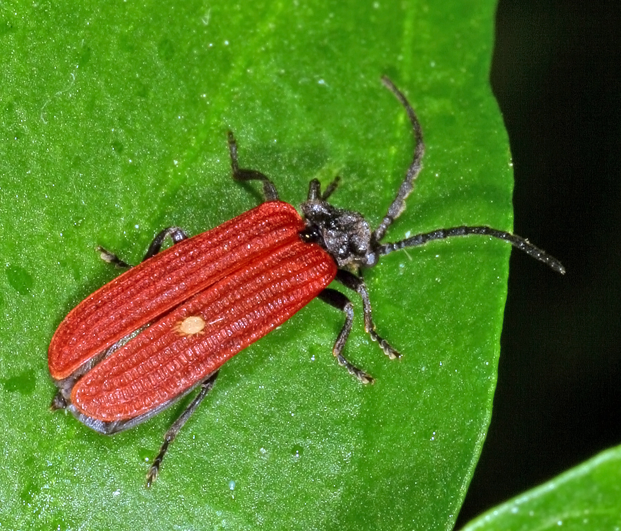 Rotdeckenkäfer (Pyropterus nigroruber) - (De Geer, 1774)