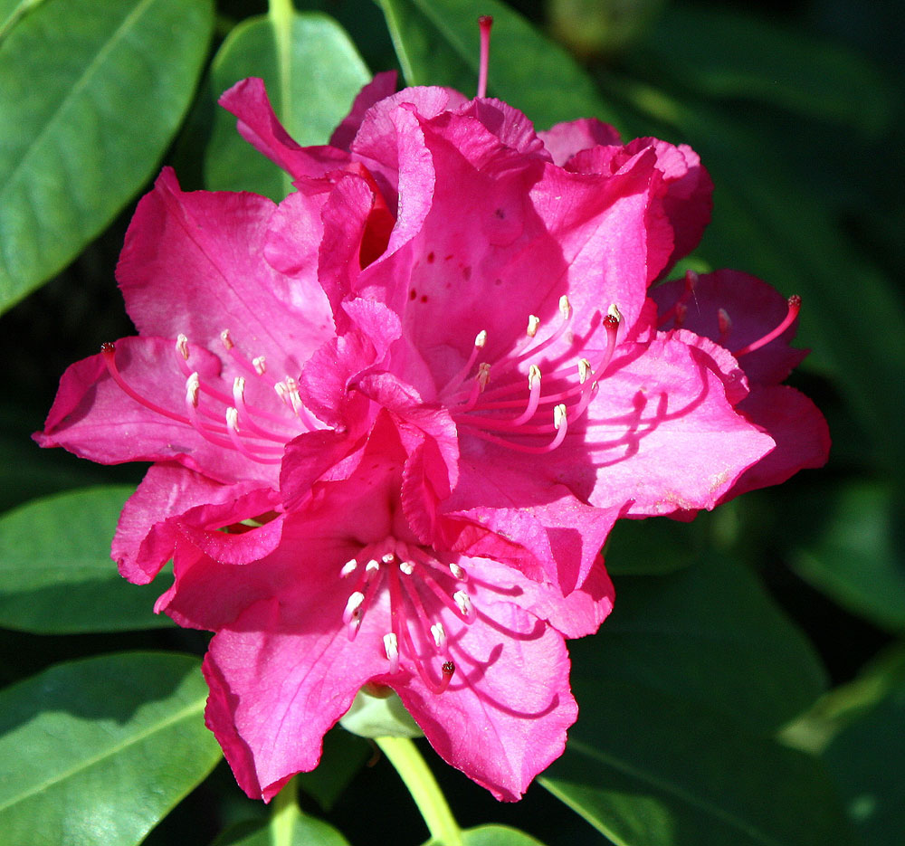 Ro(t)dodendron in voller Blüte