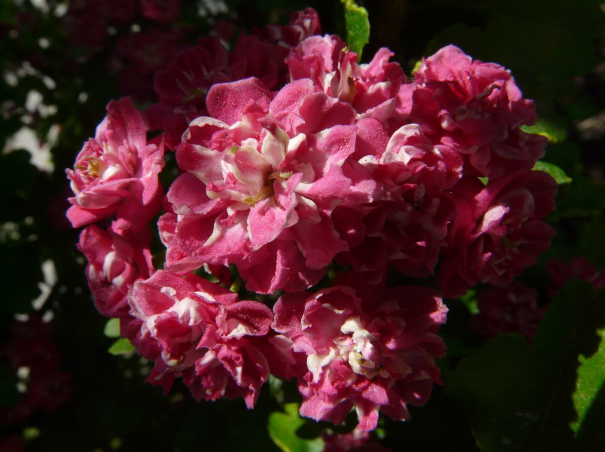 Rotdorn - Crataegus laevigata