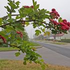 Rotdorn im Nebel