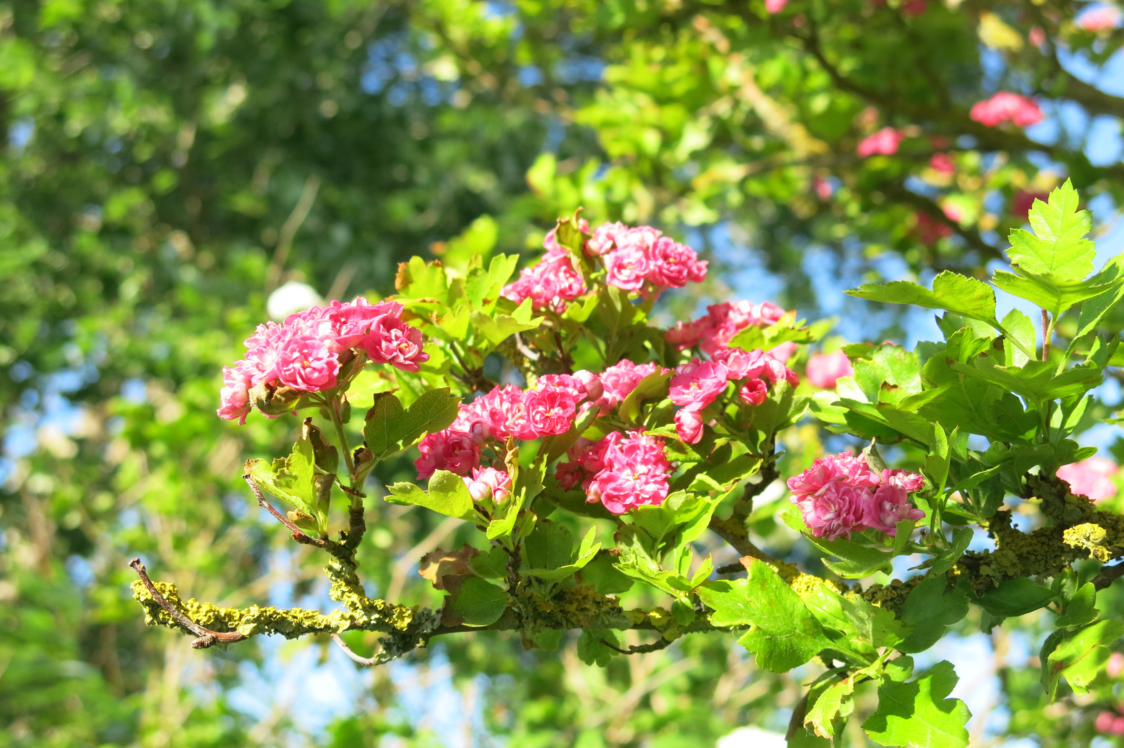 Rotdornblüte