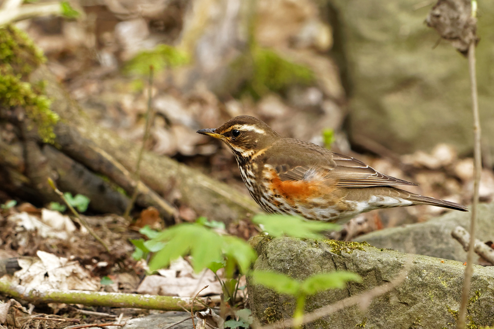 Rotdrossel Foto & Bild natur, tiere, vögel Bilder auf