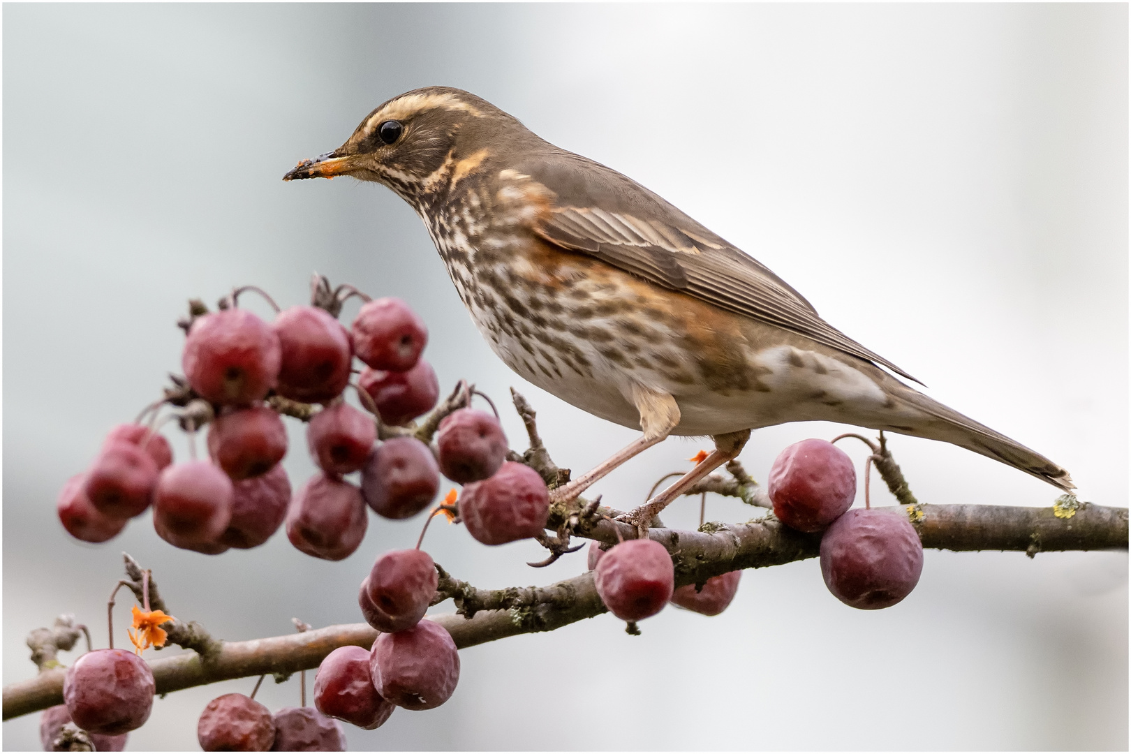 Rotdrossel auf Malus-Zweig  .....