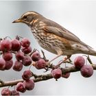 Rotdrossel auf Malus-Zweig  .....